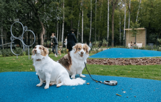 Площадки для выгула собак